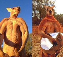 Roger Si Kanguru Berotot Mati di Umur 12 Tahun