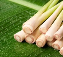 Manfaat Menanam Serai di Rumah