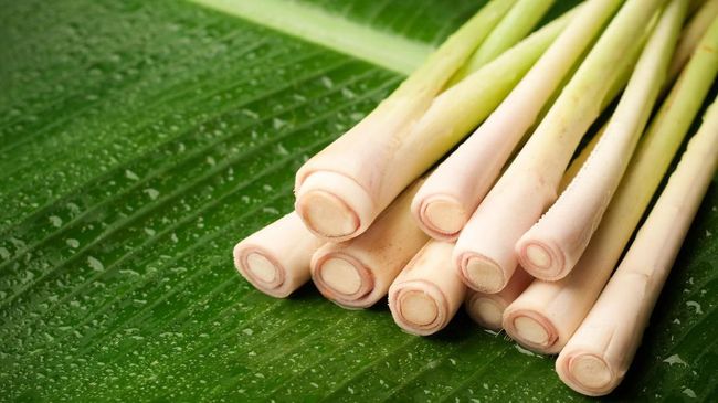 Manfaat Menanam Serai di Rumah Manfaat Menanam Serai di Rumah